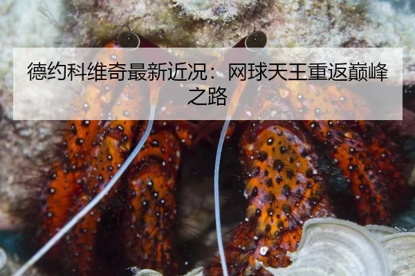 德约科维奇最新近况：网球天王重返巅峰之路